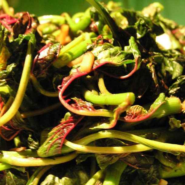 Amarant, Kinesisk <br>Callaloo, Kinesisk spinat <br><i>Amaranthus tricolor</i>