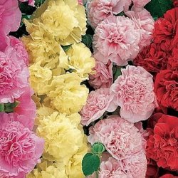 Stokrose <br>'Mix' <br><i>Alcea rosea </i><br>