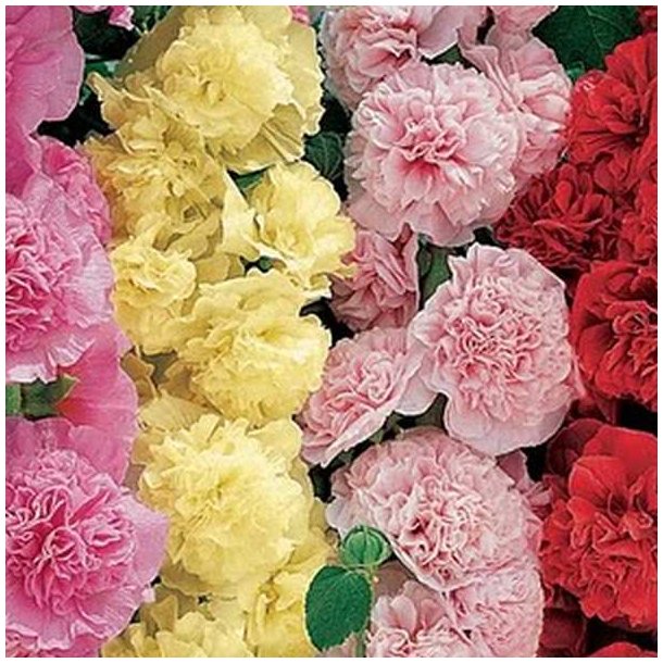 Stokrose <br>'Mix' <br><i>Alcea rosea </i><br>