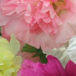Stokrose 'Mix' <br>Storkb <br><i>Alcea rosea </i>