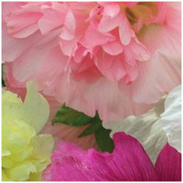 Stokrose 'Mix' <br>Storkb <br><i>Alcea rosea </i>