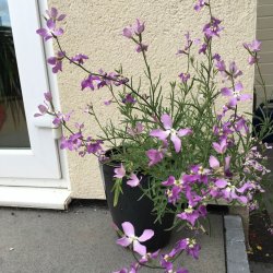 Levkj, Nat- <br><i>Matthiola longipetala subsp. Bicornis </i>