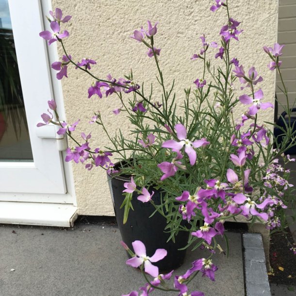 Levkj, Nat- <br><i>Matthiola longipetala subsp. Bicornis </i>