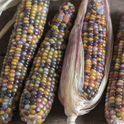 Majs, Indianer- <br>'Ice Lady'<br><i>Zea mays</i>