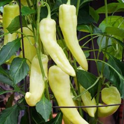 Peber <br>'Sweet Banana'<br><i>Capsicum annuum</i>