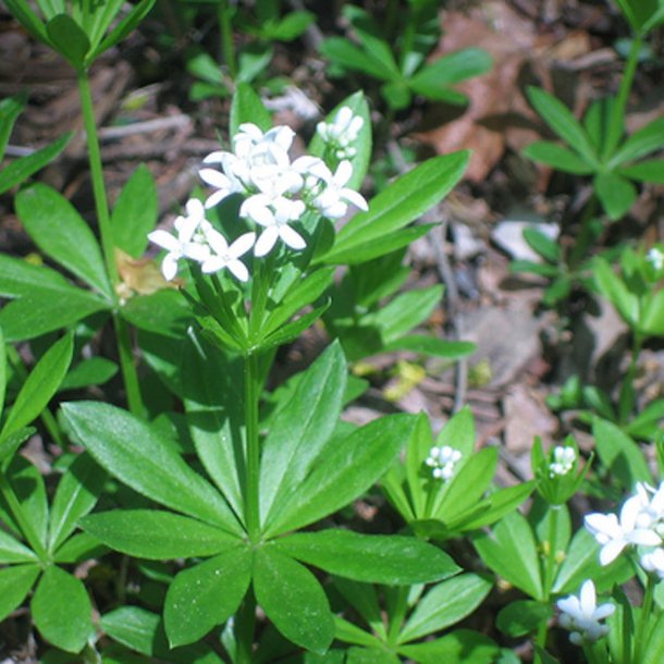 Skovm�rke <i>Galium odoratum</i>  