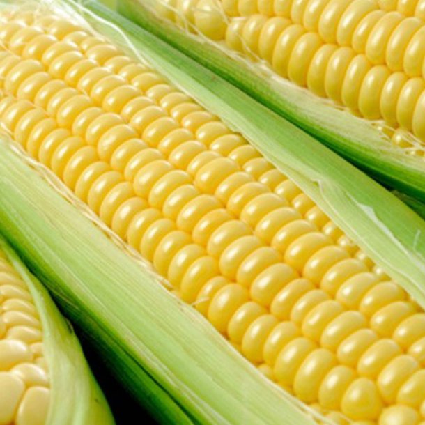 Majs, Sukker- <br>'Tasty Sweet' F1 <br><i>Zea mays convar. saccharata</i>