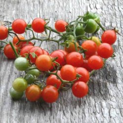 Tomat, Ribs-, <br>Vild tomat <br><i>Lycopersicon pimpinellifolium</i>