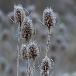 Kartebolle, <br>Grde- <br><i>Dipsacus fullonum</i>