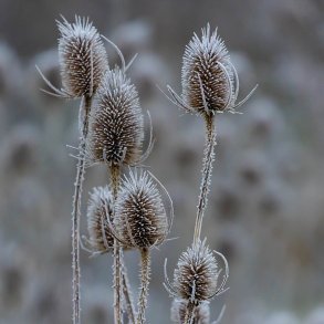 Kartebolle, <br>Grde- <br><i>Dipsacus fullonum</i>