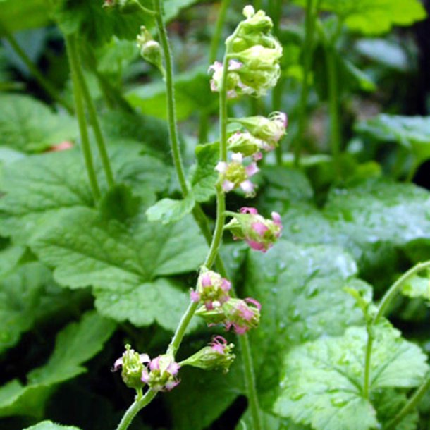 Biskophat <br><i>Tellima grandiflora</i><br><br>