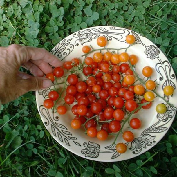 Tomat, Ribs-, <br>Vild tomat <br><i>Lycopersicon pimpinellifolium</i>