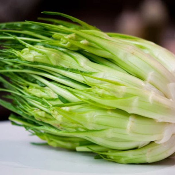 Puntarelle di Galatina, <br>Cikoriesalat<br><i>Cichorium intybus</i>