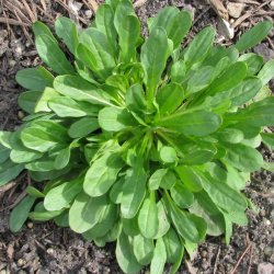 Pengeurt <br><i>Thlaspi arvense</i><br><br>