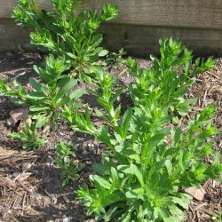 Pengeurt <br><i>Thlaspi arvense</i><br><br>