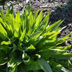 Takkeklap, <br>Orientalsk <br><i>Bunias orientalis </i>