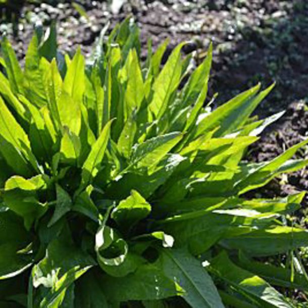 Takkeklap, <br>Orientalsk <br><i>Bunias orientalis </i>