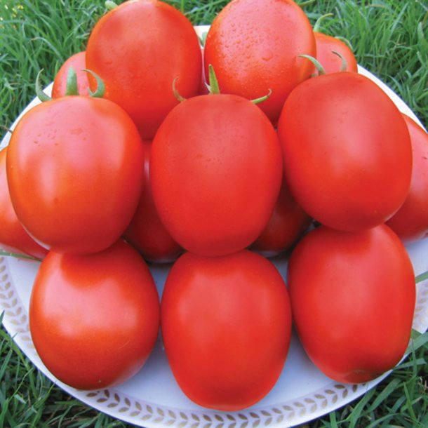 Tomat <br>'Cal J' <br><i>Lycopersicon esculentum</i>