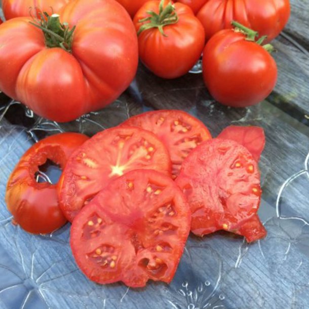 Tomat <br>'Pantano Romanesco' <br><i>Lycopersicon esculentum</i>