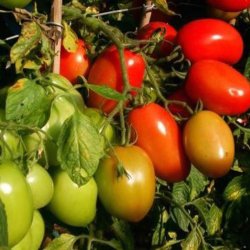 Tomat <br>'Rio Grande' <br><i>Lycopersicon esculentum</i>