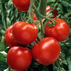 Tomat <br>'Ailsa Craig'<br><i>Lycopersicon esculentum</i>