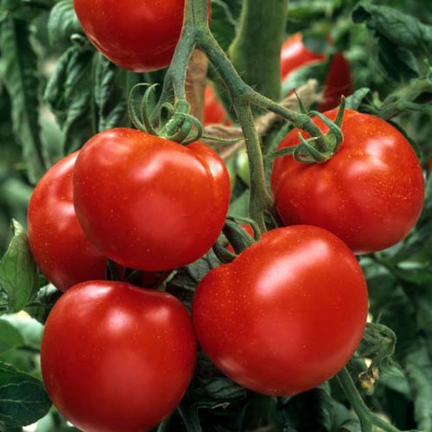 Tomat <br>'Ailsa Craig'<br><i>Lycopersicon esculentum</i>