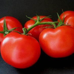 Tomat <br>'Ace 55 VF' <br><i>Lycopersicon esculentum</i>
