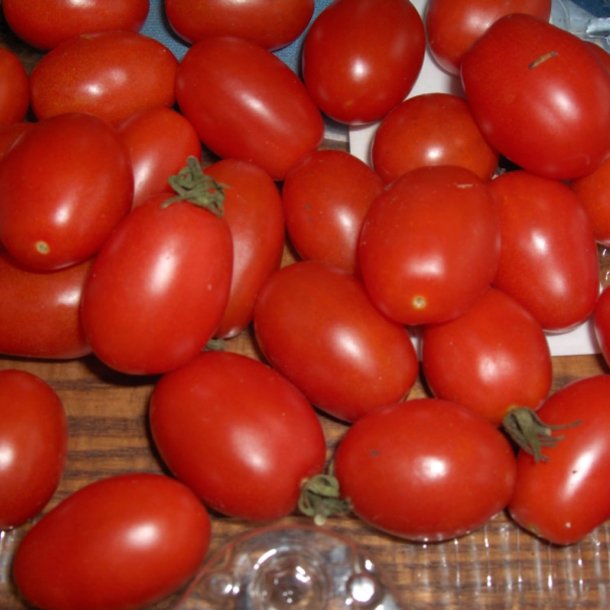 Tomat <br>'Principe Borghese' <br><i>Lycopersicon esculentum</i>