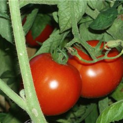 Tomat <br>'Big Boy' <br><i>Lycopersicon esculentum</i>