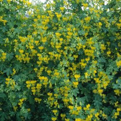Sommerfuglekarse <br>'Canary Creeper' <i>Tropaeolum peregrinum </i>