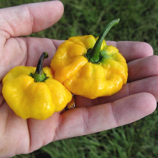 Chili<br>'Scotch Bonnet Jamaican Yellow'<br><i>Capsicum chinense</i>