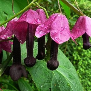 Rosenslynger, prinsessesk�rt<br><i>Rhodochiton atrosanguineus</i>