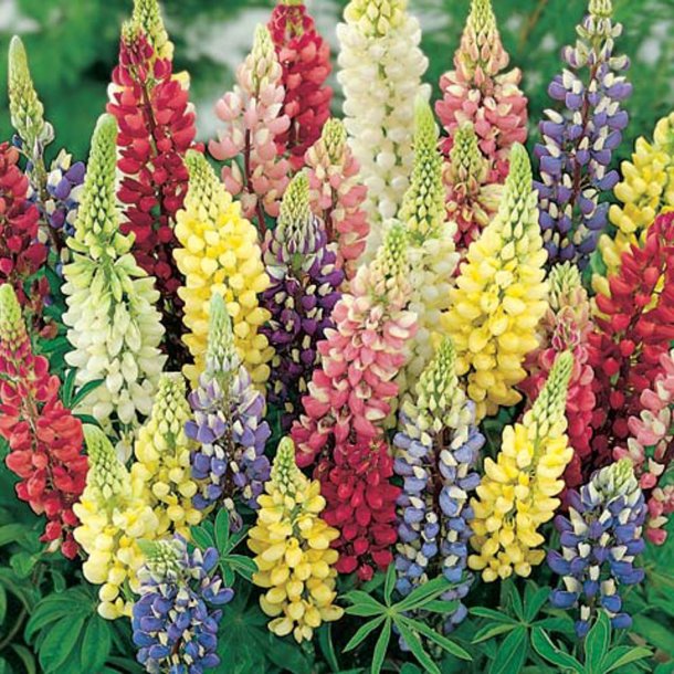 Lupin <br>'Russell's Mix'<br><i>Lupinus X russellii hort</i>