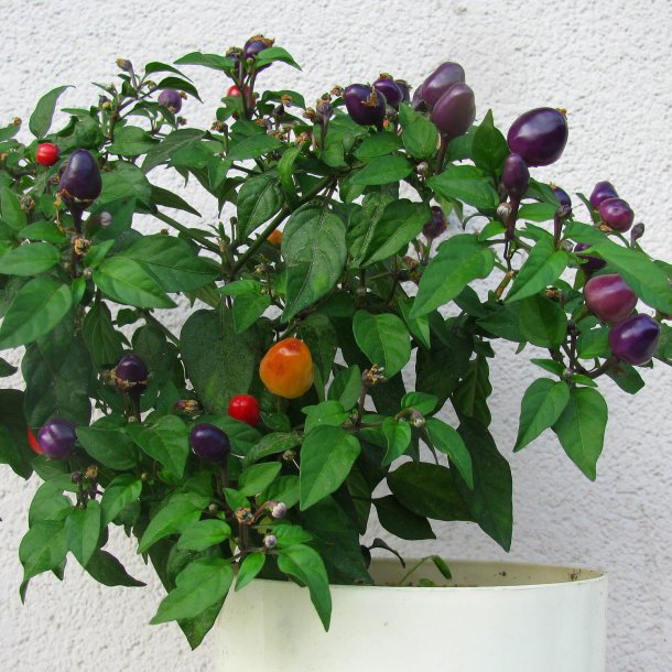 Chili <br>'Filius Blue' <br><i>Capsicum annuum</i>