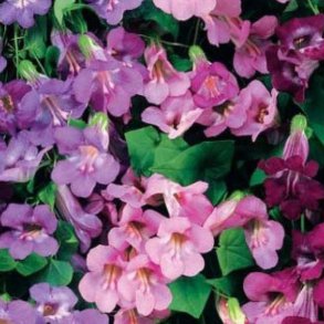 Asarina, Klatre- 'Mix' <br><i>Asarina scandens/ Lophospermum s./Maurandya s.</i>