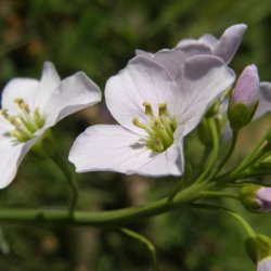 Engkarse<br><i>Cardamine pratensis</i><br><br>