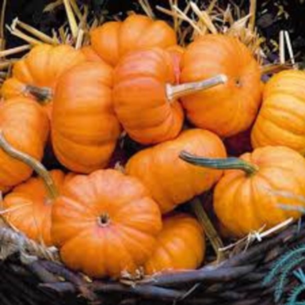 Grskar <br>'Jack Be Little' <br><i>Cucurbita pepo</i>