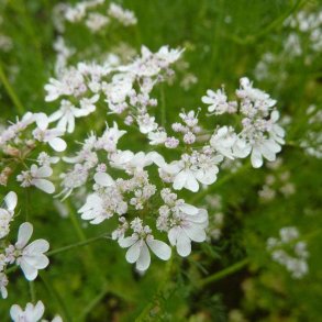 Anis, gte <br><i>Pimpinella anisum</i><br><br>