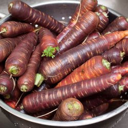 Gulerod <br>'Purple Haze' F1 <br><i>Daucus carota var. sativus</i>