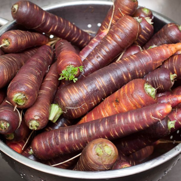 Gulerod <br>'Purple Haze' F1 <br><i>Daucus carota var. sativus</i>