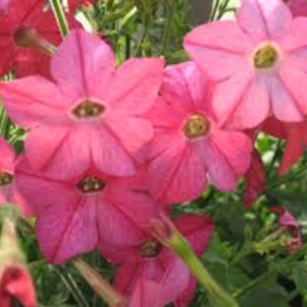 Tobak, Purpur- <br>'Perfume Bright Rose' F1 <br><i>Nicotiana x sanderae</i>
