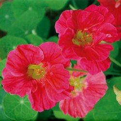Tallerkensm�kker <br>'Cherry Rose'<br><i>Tropaeolum majus</i>