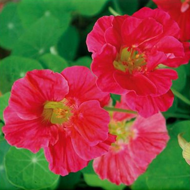 Tallerkensm�kker <br>'Cherry Rose'<br><i>Tropaeolum majus</i>