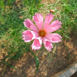 Stolt kavaler <br>'Seashells'<br> <i>Cosmos bipinnatus</i>