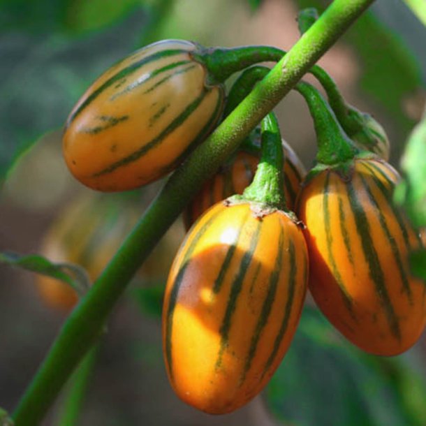 Aubergine, gilonatskygge <br>’Striped Toga’ <br><i>Solanum aethiopicum</i>