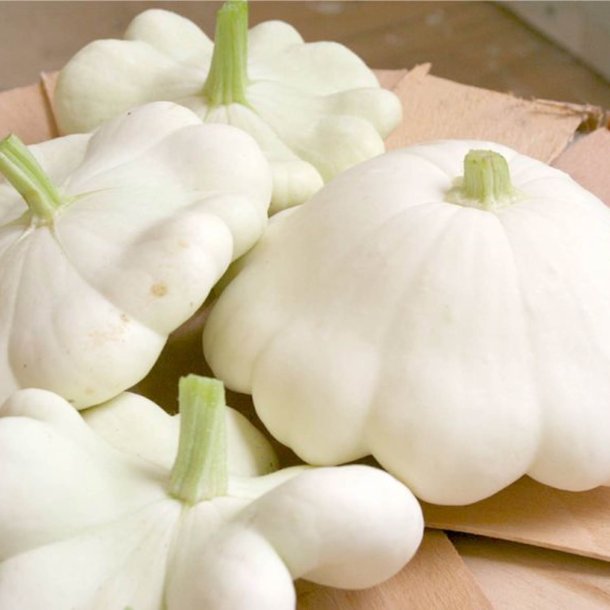 Courgette, squash, zucchini<br>'Custard White'<br><i>Cucurbita pepo</i>