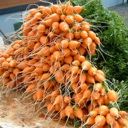 Gulerod, karotte <br>'Paris Market' <br><i>Daucus carota var. sativus</i>