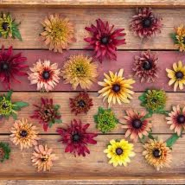 Solhat, h�ret �Sahara�<br><i>Rudbeckia hirta </i>
