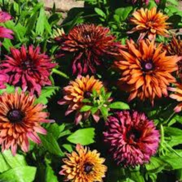 Solhat, h�ret �Sahara�<br><i>Rudbeckia hirta </i>