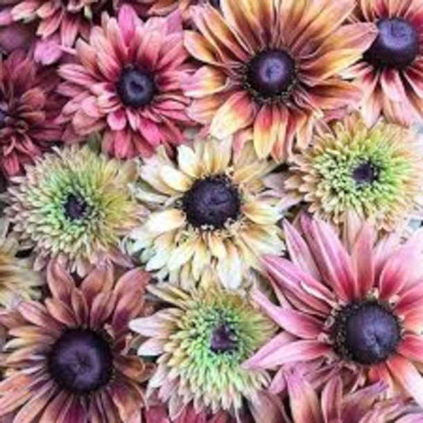 Solhat, h�ret �Sahara�<br><i>Rudbeckia hirta </i>